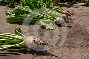 sugar beet root extracted from the ground