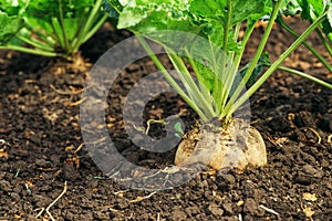 Sugar beet root in ground