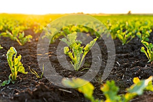 Sugar beet seedlings are growing from the soil. Young sugar beet field with sunset.