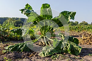 Sugar beet single growing on field against the other vegetables