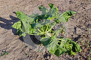 Sugar beet single growing on field, view close-up