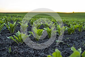 Sugar beet sprout growing in cultivated agricultural field with a blue sky. Agriculture.