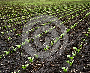 Sugar beet sprouts on field at spring