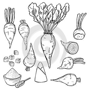 Sugar beet. Vector illustration