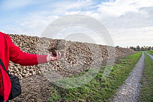 Sugar beet . vegetables photo