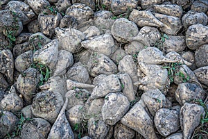 Sugar beet . vegetables on the field. photo