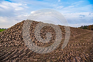 Sugar beet . vegetables on the field.
