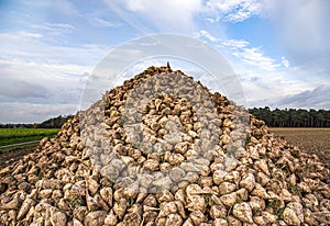 Sugar beet . vegetables on the field. photo