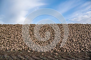 Sugar beet . vegetables photo