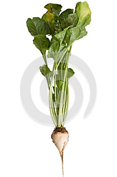 Sugar beet on white