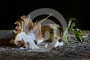 Sugar beet and white sugar