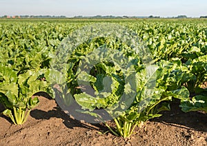 Sugar beets in the field from close