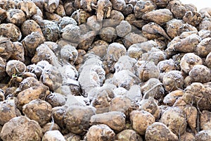 Sugar beets after harvest