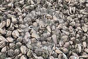 Sugar beets are harvested before frosts