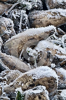 Sugar beets are harvested before frosts