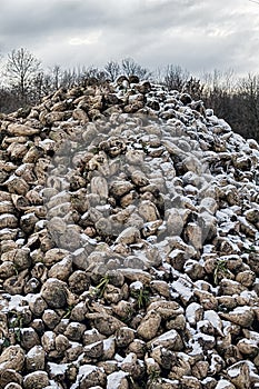 Sugar beets are harvested before frosts