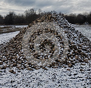 Sugar beets are harvested before frosts