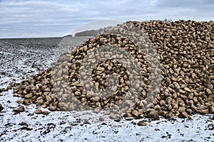 Sugar beets are harvested before frosts