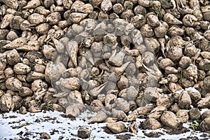Sugar beets are harvested before frosts