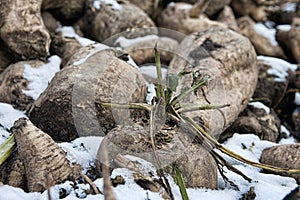 Sugar beets are harvested before frosts