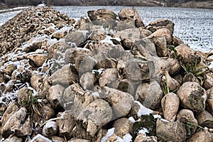 Sugar beets are harvested before frosts