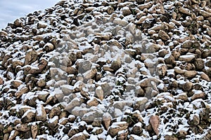 Sugar beets are harvested before frosts