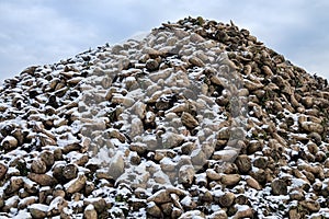 Sugar beets are harvested before frosts