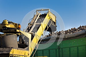 Sugar beets harvesting