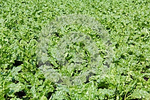 Sugar beets are young. Sugar beet field. Sugar beet.