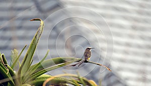 Sugar bird, Promerops cafer, sitting on Aloe Plant