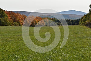 A sugar bush in autumn in the Appalachians