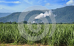 Sugar can and sugar mill in the background