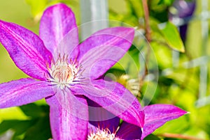 Sugar Candy Clematis pink flowers.