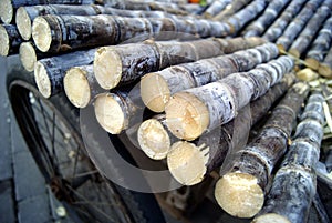 Sugar cane