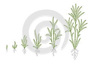 Sugar cane. Animation of the development of the plant growth stage. Hand drawn vector line. Editable outline stroke.