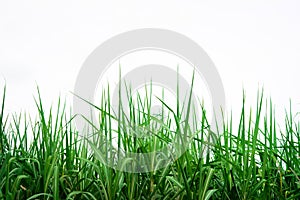 Sugar cane background