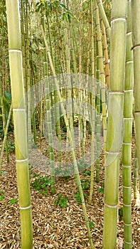 Sugar Cane Bamboo Forest And Bright Sunlight - Foret En Bambou De Canne a Sucre