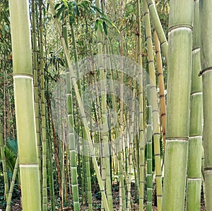 Sugar Cane Bamboo Forest And Bright Sunlight - Foret En Bambou De Canne a Sucre