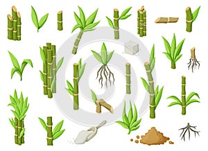 Sugar cane cartoon vector illustration on white background.Sugarcane set icon.Vector illustration of sweet white sugar