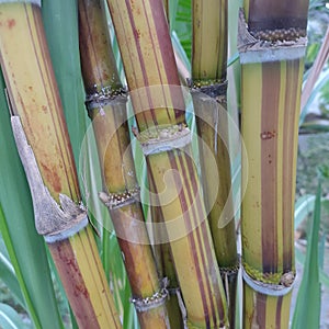 Sugar cane is commonly used as raw material for sugar and vetsin