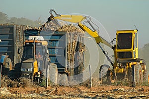 Sugar cane crop