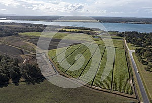 Sugar cane crop on the banks of the Clarence River.