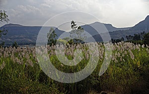 Sugar cane crop near Junnar