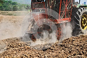 Sugar cane cultivate