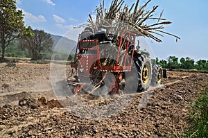 Sugar cane cultivate