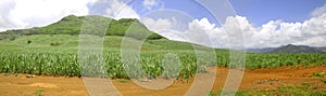 Panoramic sugar cane field in Mauritius