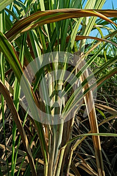 Sugar cane farm