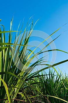 Sugar cane farm