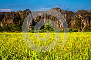 Sugar Cane Farm View at Phitsanulok, Thailand