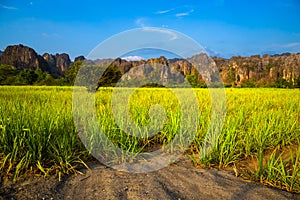 Sugar Cane Farm View at Phitsanulok, Thailand